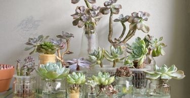 Recycling growing succulents in used bottles gar 2022 07 07 05 02 23 utc