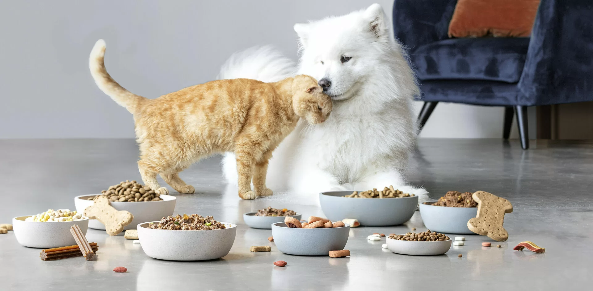 Cat Dog