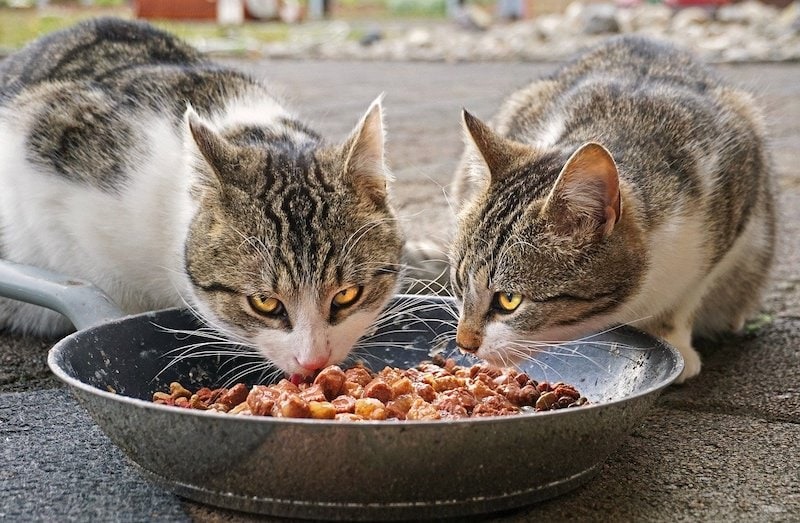 Homemade cat food with pork and