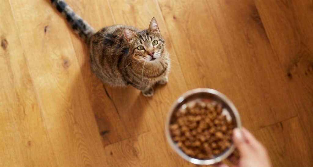 Types of cat food header